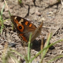 Junonia villida at Tharwa, ACT - 8 Feb 2024