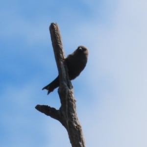 Artamus cyanopterus at Tharwa, ACT - 8 Feb 2024 12:41 PM