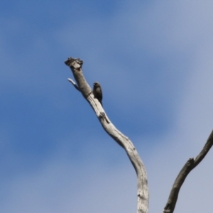 Artamus cyanopterus at Tharwa, ACT - 8 Feb 2024