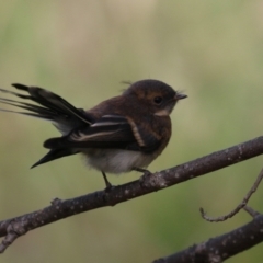 Rhipidura albiscapa (Grey Fantail) at Tharwa, ACT - 8 Feb 2024 by RodDeb