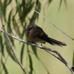 Rhipidura albiscapa at Tharwa, ACT - 8 Feb 2024