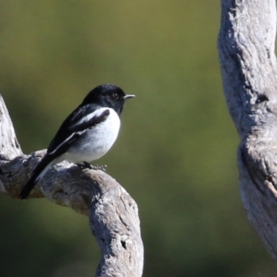 Melanodryas cucullata cucullata (Hooded Robin) at Tharwa, ACT - 8 Feb 2024 by RodDeb