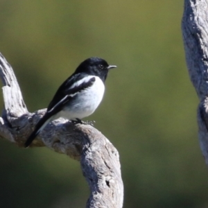 Melanodryas cucullata at Tharwa, ACT - 8 Feb 2024