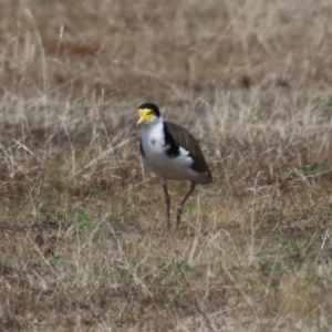 Vanellus miles at Tharwa, ACT - 8 Feb 2024 11:28 AM