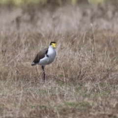 Vanellus miles at Tharwa, ACT - 8 Feb 2024 11:28 AM