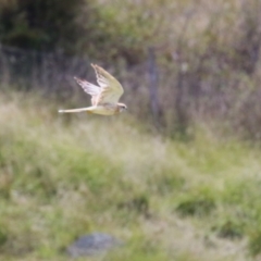 Falco cenchroides (Nankeen Kestrel) at Tharwa, ACT - 8 Feb 2024 by RodDeb