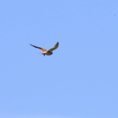 Falco cenchroides at Tharwa, ACT - 8 Feb 2024