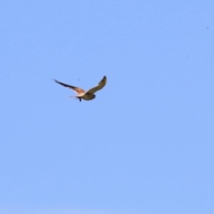 Falco cenchroides at Tharwa, ACT - 8 Feb 2024