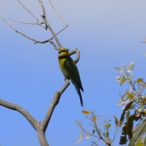 Merops ornatus at Tharwa, ACT - 8 Feb 2024