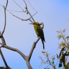 Merops ornatus at Tharwa, ACT - 8 Feb 2024