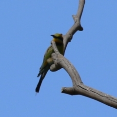 Merops ornatus at Tharwa, ACT - 8 Feb 2024