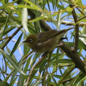 Zosterops lateralis at Tharwa, ACT - 8 Feb 2024