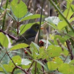 Zosterops lateralis at Tharwa, ACT - 8 Feb 2024