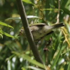 Zosterops lateralis at Tharwa, ACT - 8 Feb 2024 11:41 AM