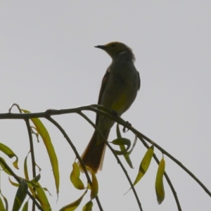 Ptilotula penicillata at Tharwa, ACT - 8 Feb 2024