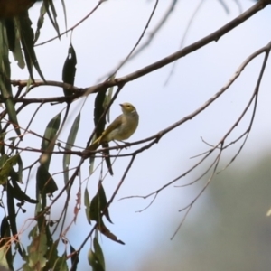 Ptilotula penicillata at Tharwa, ACT - 8 Feb 2024