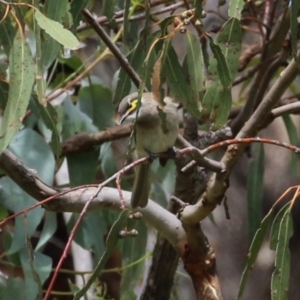 Caligavis chrysops at Tharwa, ACT - 8 Feb 2024 11:46 AM