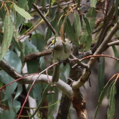 Caligavis chrysops (Yellow-faced Honeyeater) at Tharwa, ACT - 8 Feb 2024 by RodDeb