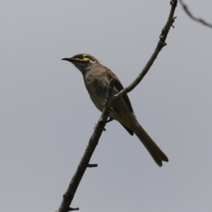 Caligavis chrysops at Tharwa, ACT - 8 Feb 2024 11:46 AM