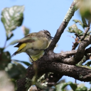 Acanthiza chrysorrhoa at Tharwa, ACT - 8 Feb 2024