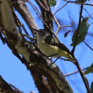 Acanthiza chrysorrhoa at Tharwa, ACT - 8 Feb 2024