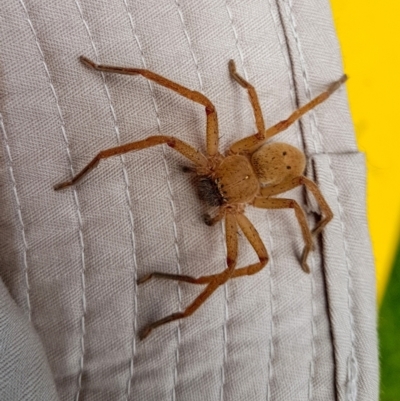 Unidentified Huntsman spider (Sparassidae) at Penrose, NSW - 3 Feb 2024 by Aussiegall