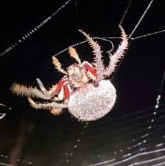 Hortophora sp. (genus) (Garden orb weaver) at Denman Prospect, ACT - 8 Feb 2024 by SteveBorkowskis