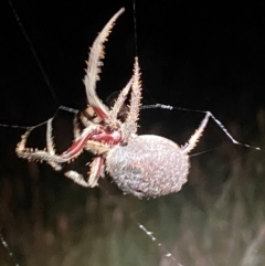 Hortophora sp. (genus) at Denman Prospect, ACT - 8 Feb 2024