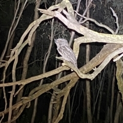 Podargus strigoides (Tawny Frogmouth) at Block 402 - 8 Feb 2024 by SteveBorkowskis