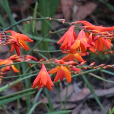 Crocosmia x crocosmiiflora (Montbretia) at Wingecarribee Local Government Area - 11 Jan 2024 by JanHartog