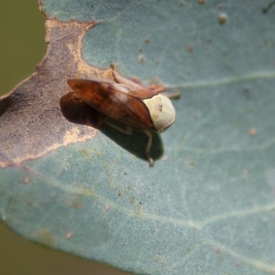 Brunotartessus fulvus (Yellow-headed Leafhopper) at Higgins Woodland - 8 Feb 2024 by Trevor