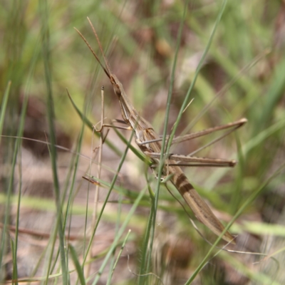 Acrida conica (Giant green slantface) at Higgins, ACT - 8 Feb 2024 by Trevor