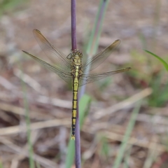 Orthetrum caledonicum (Blue Skimmer) at Higgins Woodland - 8 Feb 2024 by MichaelWenke