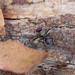 Pogonortalis doclea (Boatman fly) at Higgins Woodland - 8 Feb 2024 by MichaelWenke