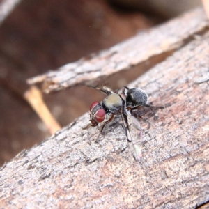 Pogonortalis doclea at Higgins Woodland - 8 Feb 2024