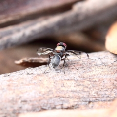 Pogonortalis doclea at Higgins Woodland - 8 Feb 2024 03:13 PM