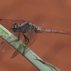 Unidentified Dragonfly (Anisoptera) at Wellington Point, QLD - 7 Feb 2024 by TimL