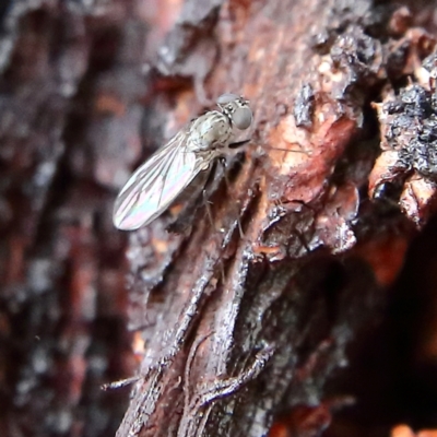 Unidentified True fly (Diptera) at Higgins, ACT - 8 Feb 2024 by Trevor