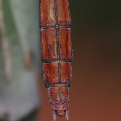 Unidentified Dragonfly (Anisoptera) at Wellington Point, QLD - 7 Feb 2024 by TimL