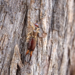 Forficula auricularia (European Earwig) at Higgins Woodland - 8 Feb 2024 by MichaelWenke