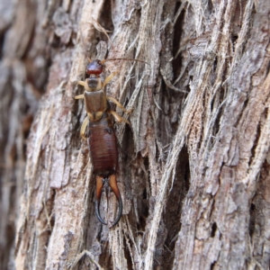 Forficula auricularia at Higgins Woodland - 8 Feb 2024 02:39 PM