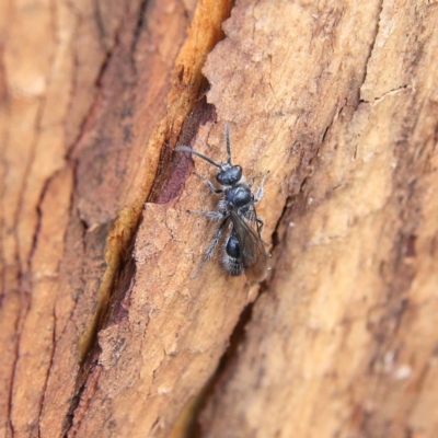 Mutillidae (family) (Unidentified Mutillid wasp or velvet ant) at Higgins, ACT - 8 Feb 2024 by Trevor