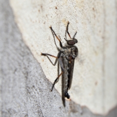 Unidentified Robber fly (Asilidae) at Higgins, ACT - 8 Feb 2024 by Trevor