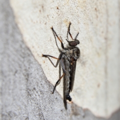 Cerdistus sp. (genus) (Slender Robber Fly) at Higgins Woodland - 8 Feb 2024 by MichaelWenke