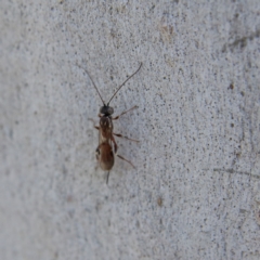 Ichneumonoidea (Superfamily) (A species of parasitic wasp) at Higgins Woodland - 8 Feb 2024 by MichaelWenke