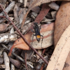 Calopompilus sp. (genus) (Spider wasp) at Higgins Woodland - 8 Feb 2024 by Trevor