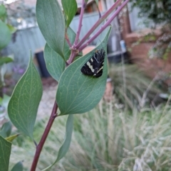 Phalaenoides glycinae (Grapevine Moth) at Hackett, ACT - 9 Feb 2024 by WalterEgo