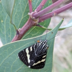 Phalaenoides glycinae at Hackett, ACT - 9 Feb 2024 07:16 AM