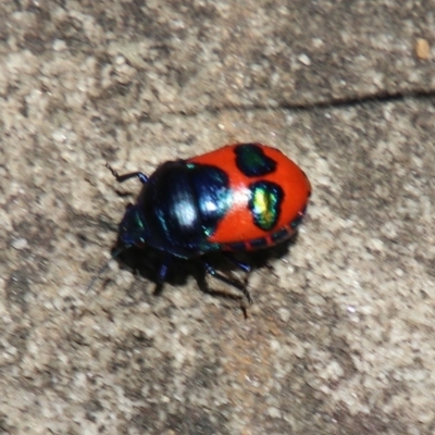 Choerocoris paganus (Ground shield bug) at Wingecarribee Local Government Area - 10 Jan 2024 by JanHartog