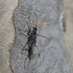 Fabriogenia sp. (genus) (Spider wasp) at Higgins Woodland - 8 Feb 2024 by Trevor